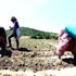 Yenişehir de çiftçi, bibere yöneldi