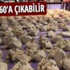THY, Şarm El Şeyh seferini iptal etti THY, Şarm El Şeyh seferini iptal etti