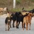 Yunanistan'da Oxford profesörünü köpekler parçaladı