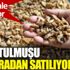 ﻿Özel izinle üretiliyor: Salep orkidesinin kurutulmuşu bin liradan satılıyor