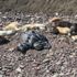 Ankara Çubuk'ta onlarca sokak köpeği ölüsü bulundu Ankara Çubuk'ta onlarca sokak köpeği ölüsü bulundu