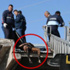 Foto Galeri: Yolcu gemisinde can pazarı Foto Galeri: Yolcu gemisinde can pazarı