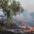 25 bin ağacın bulunduğu alanda korkutan yangın