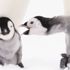 Antarktika'da geçirilen iki kış: Alman fotoğrafçı 10 bin penguen ile birlikte yaşayıp, onları fotoğrafladı