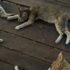 ABD Tarım Bakanlığı'na denek olarak kullanılan 3 bin kedi için dava açıldı
