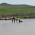 Aras Nehri'nde sulara kapılan çobanın cansız bedenine ulaşıldı
