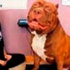 En büyük pitbull Hulk, 79 kilogram!