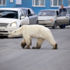Sibirya'da 40 yıl sonra bir ilk: Aç ve bitkin kutup ayısı şehre indi