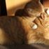 Bilim insanları, kedi dilini model alan bir saç fırçası geliştirdi Bilim insanları, kedi dilini model alan bir saç fırçası geliştirdi