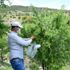 Orman sahalarından 10 ton badem hasat edildi
