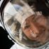 Rekor kıran kadın astronot Dünya'ya dönüyor