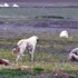 Eskişehir'de köpekler genç kadını parçaladı
