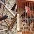 Kahvehanede horoz dövüştürenlere 76 bin lira ceza Kahvehanede horoz dövüştürenlere 76 bin lira ceza