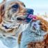 Ankara Büyükşehir Belediyesi kedi ve köpek kulübesi alacak Ankara Büyükşehir Belediyesi kedi ve köpek kulübesi alacak