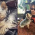 Foto Galeri: Johnny Depp: "Köpeklerimi öldürüp yedim"