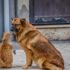 Kedi ile köpeğin dostluğu görenleri şaşırtıyor Kedi ile köpeğin dostluğu görenleri şaşırtıyor