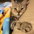 Sosyal medya fenomeni kedi 'Jep' öldü Sosyal medya fenomeni kedi 'Jep' öldü