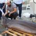 Marmara'da ağlara takıldı! Biri 500 diğeri 700 kilo
