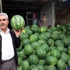 Karpuz yüzde 70 ucuzladı