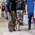 Köpekler statta koronalı aradı Köpekler statta koronalı aradı