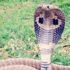 Malezya-Tayland sınırında 154 kobra yılanı ele geçirildi