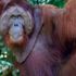 Orangutan Nedir? Oran Nedir? Gutan Nedir? Orangutan Nedir? Oran Nedir? Gutan Nedir?