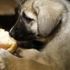 Köpek yavrularını donmaktan kurtardılar Köpek yavrularını donmaktan kurtardılar