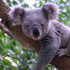 Avustralya'da 686 koala öldürüldü Avustralya'da 686 koala öldürüldü