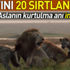 Sırtlanların arasında kalan aslanın inanılmaz kurtuluşu Sırtlanların arasında kalan aslanın inanılmaz kurtuluşu