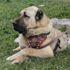 Afyonkarahisar'da 40 ilden gelen 300 Çoban Köpeği yarıştı Afyonkarahisar'da 40 ilden gelen 300 Çoban Köpeği yarıştı