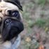 ABD'de evcil köpekte korona virüs tespit edildi ABD'de evcil köpekte korona virüs tespit edildi