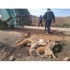 Yenişehir’deki Köpek Katliamı