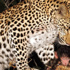Leopar yavru maymunu yedi mi ? Leopar yavru maymunu yedi mi ?