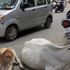 Hindistan’da bir Müslüman inek yüzünden linç edildi