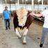 Mersin'de araba fiyatına boğa! Tam 1,5 ton...