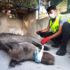 Bodrum'da tuzağa yakalanan domuz, ölüme terk edildi