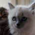 Paris'teki stüdyo dairede 130 kedi bulundu