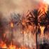 Libya da 10 bin palmiye ağacı kül oldu