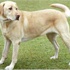Karısını köpekle seks yapmaya zorlayıp videoya kaydetti Karısını köpekle seks yapmaya zorlayıp videoya kaydetti
