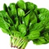 Ispanaktaki vitamin yüzde 70 azaldı Ispanaktaki vitamin yüzde 70 azaldı