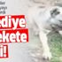 Hatay'da bir köpeği canice zehirlediler! Olayla ilgili inceleme başlatıldı!