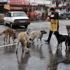 Kedi ve köpekler yolunu gözlüyor Kedi ve köpekler yolunu gözlüyor