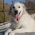 Arama kurtarma köpeği 'Poyraz', bir yılda 4 kişinin canlı kurtarılmasını sağladı Arama kurtarma köpeği 'Poyraz', bir yılda 4 kişinin canlı kurtarılmasını sağladı