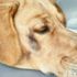 Büyükçekmece’de köpeği suratından bıçakladılar