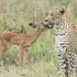 Leoparın sıra dışı arkadaşı yavru impala İZLE