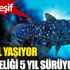 ﻿Yeni keşif: 'Yaşayan fosil' balık 100 yıl yaşıyor, hamileliği 5 yıl sürüyor