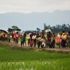 Hollanda'dan skandal Arakan kararı