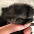 İki yüzlü kedi yavrusu Duo hayata tutunmaya çalışıyor İki yüzlü kedi yavrusu Duo hayata tutunmaya çalışıyor