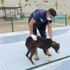 Sincan’da sokak köpekleri için 'Eğitim Parkuru'