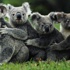 Avustralya'da 686 koala öldürüldü